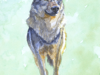 https://alicezimmermann.com/files/gimgs/th-5_Wolf.jpg
